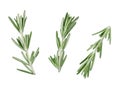 Three sprigs of fresh green rosemary on a white background. Isolated. Close-up.