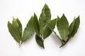Three sprigs of Laurel leaves on white background Royalty Free Stock Photo