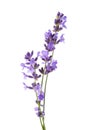 Three sprigs of Lavender isolated on white background. Lavandula Angustifolia English Lavender