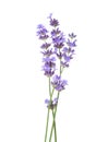 Three sprigs of Lavender isolated on white background