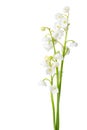 Three sprigs of Lily of the Valley.