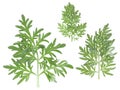 Three sprigs of medicinal wormwood isolated on white background, top view. Sagebrush sprig. Artemisia, mugwort. Absinthe