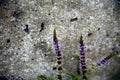 Three sprigs with mint flowers colored in contrast to the gray concrete wall