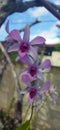 three sprigs of orchid flowers under a blue sky