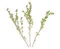 Three sprigs of thyme on white background