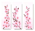 Three spring banners with blossoming sakura branch Royalty Free Stock Photo