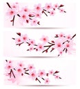 Three spring banners with blossoming sakura branch Royalty Free Stock Photo