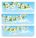 Three spring banners with blossoming tree brunch