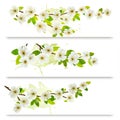 Three spring banners with blossoming tree brunch Royalty Free Stock Photo