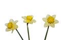 Three spring flowers