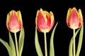 Three spring flowers of red tulip isolated on black background, close up. Royalty Free Stock Photo