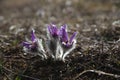 three spring Pasque flowers on the meadow