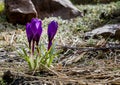 three spring purple crocuses flowers in spring on sunny meadow Royalty Free Stock Photo