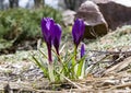 three spring purple crocuses flowers in spring on sunny meadow Royalty Free Stock Photo