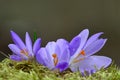 Three spring Saffron flowers on green moss