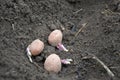 Three sprouted potato tubers laid in the ground for planting