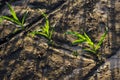Three sprouts of corn grow on a dry field. Royalty Free Stock Photo