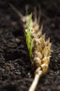 Three Sprouts of New Life