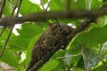 three squirrels chatting