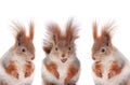 Three squirrels eating hazelnuts