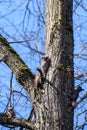 Three Squirrels on tree trunk