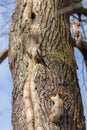 Three squirrels on a tree trunk