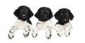 Three Stabyhoun puppies leaning on a white board,