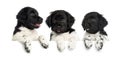 Three Stabyhoun puppies, panting and leaning on a white board