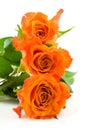 Three stacked orange roses