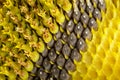 Three stage of sunflower ripening