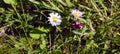 Three stages of the daisy flower on the same plant Royalty Free Stock Photo