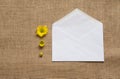 Three stages of flowering daisies - camomiles. on the burlap Royalty Free Stock Photo