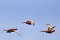 Three stages of pheasant flight