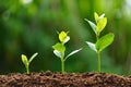 Three stages of plant growth from seedling to young sapling Royalty Free Stock Photo