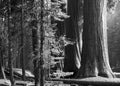 Three stalwart sequoias Royalty Free Stock Photo