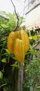 Theree star fruit