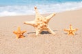 Three starfish on the beach. Time to go to the resort.