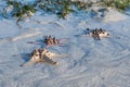 Three Starfish is lying on the white Sand