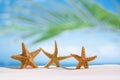 Three starfish on white sand beach with ocean