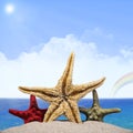 Three starfishes