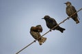 Three Birds on A Wire Royalty Free Stock Photo