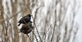 Three starlings on a tree, Sturnus vulgaris