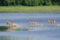 Three Startled Deer Running Through the Water