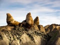 Three Steller Sea Lions Eumetopias jubatus