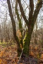 Three-stem oak in the nature reserve Urwald Sababurg near Kassel Royalty Free Stock Photo
