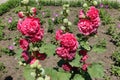 Three stems of hollyhock with double red flowers