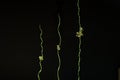Three stems of curly grass with flowers on black