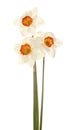 Three stems of daffodis