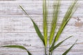 Three stems of green wheat on a wooden white background