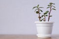 Three stems of a small succulent plant